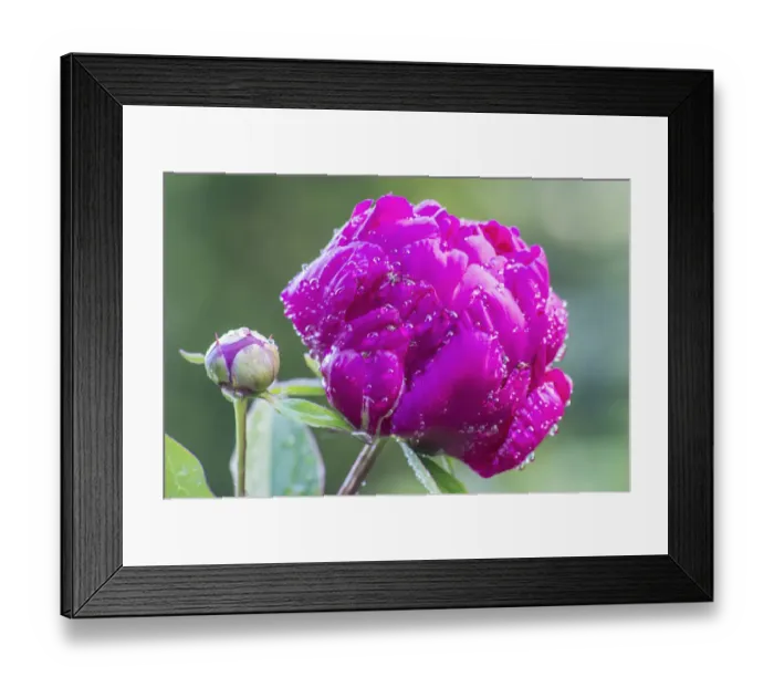 Framed Print : Washington State, Bellevue. Peony Framed Print : Washington State, Bellevue. Peony