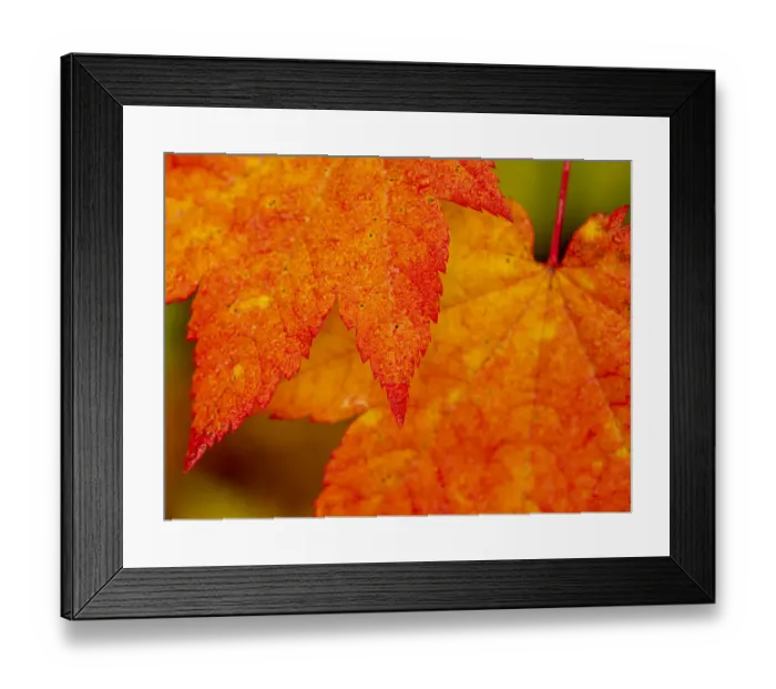 Framed Print : Cascade Mountains of Washington near the Wenatchee River, vine maple leaves Framed Print : Cascade Mountains of Washington near the Wenatchee River, vine maple leaves