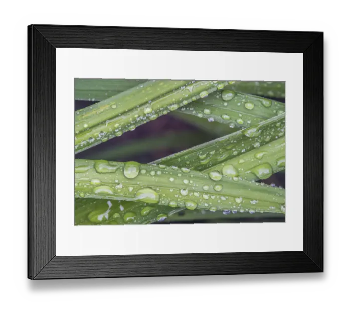 Framed Print : Washington State, Bellevue. Water Drops on leaves