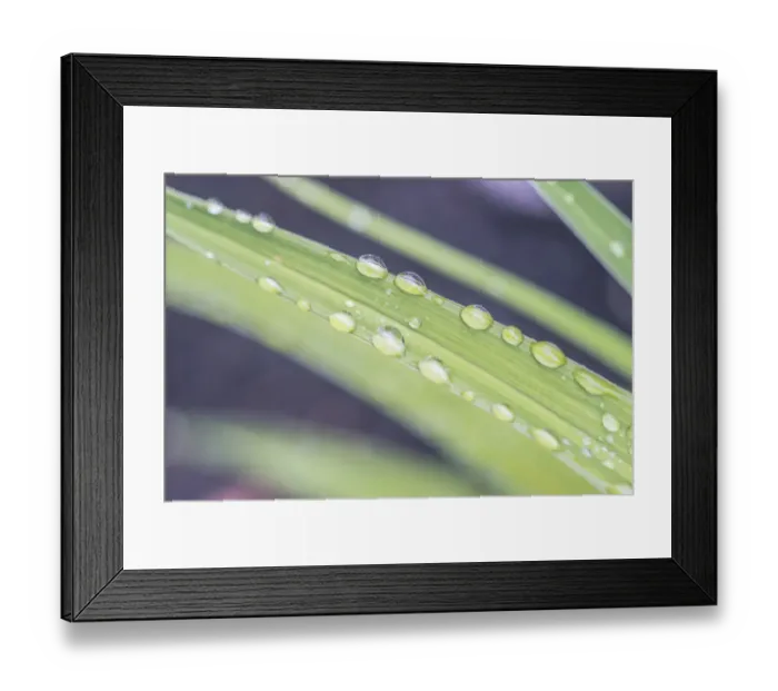 Framed Print : Washington State, Bellevue. Water Drops on leaves Framed Print : Washington State, Bellevue. Water Drops on leaves