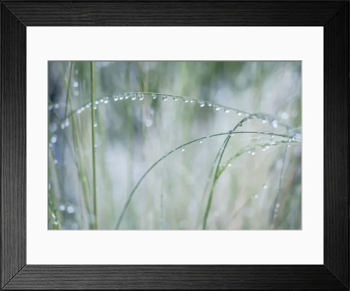 Framed Print : Washington State, Bellevue. Water Drops on Grass