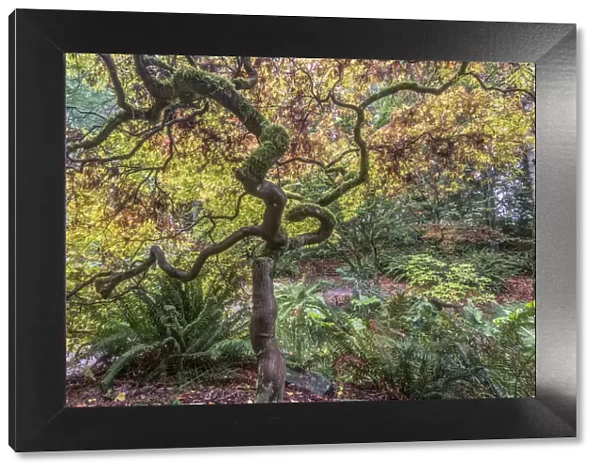 Washington State, Seattle. Arboretum, Japanese Maple