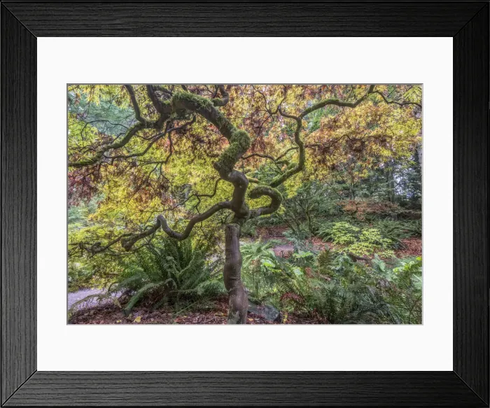 Framed Print : Washington State, Seattle. Arboretum, Japanese Maple Framed Print : Washington State, Seattle. Arboretum, Japanese Maple