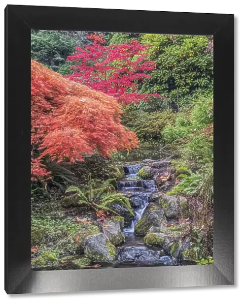 Washington State, Seattle. Autumn Color at Kubota Garden