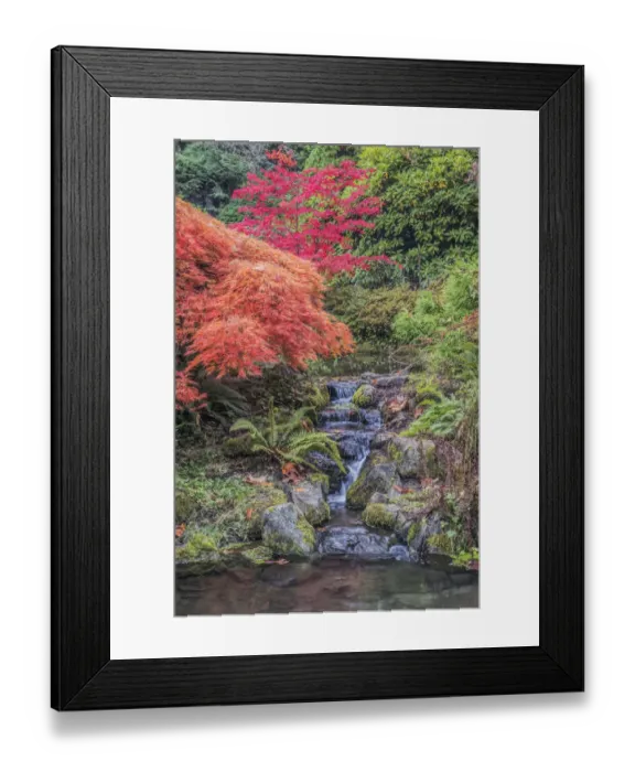 Framed Print : Washington State, Seattle. Autumn Color at Kubota Garden