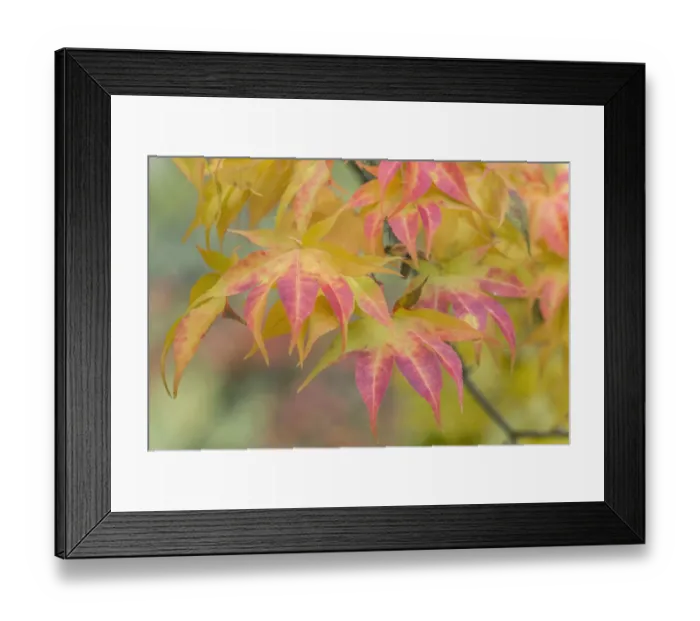 Framed Print : Washington State, Seattle. Kubota Garden, Autumn leaves Framed Print : Washington State, Seattle. Kubota Garden, Autumn leaves