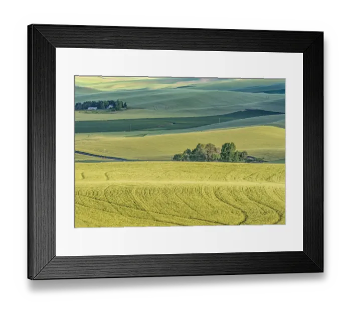 Framed Print : Washington State, Whitman County. Palouse farm fields Framed Print : Washington State, Whitman County. Palouse farm fields
