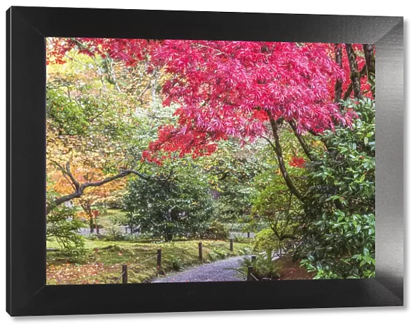 Washington State, Seattle. Autumn color, Japanese Garden