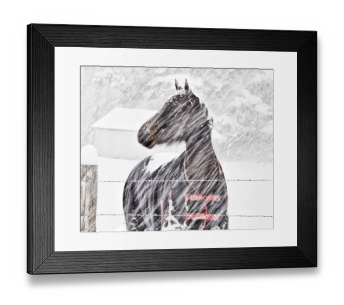 Framed Print : USA, Washington State, Kittitas County, Horse in snow storm Framed Print : USA, Washington State, Kittitas County, Horse in snow storm