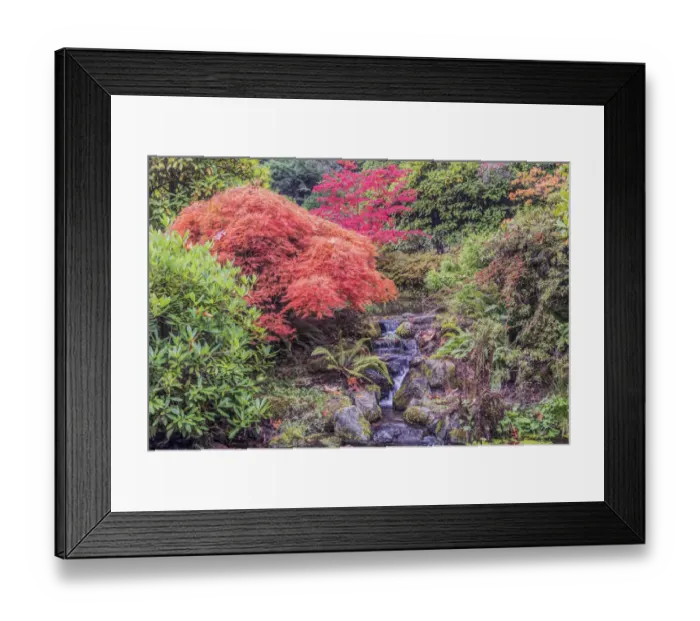 Framed Print : Washington State, Seattle. Autumn Color at Kubota Garden Framed Print : Washington State, Seattle. Autumn Color at Kubota Garden