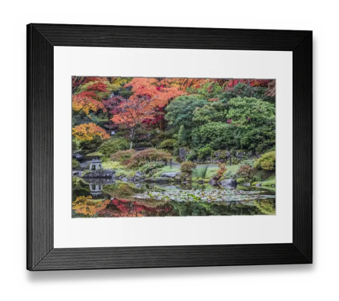 Framed Print : Washington State, Seattle. Autumn color, Japanese Garden