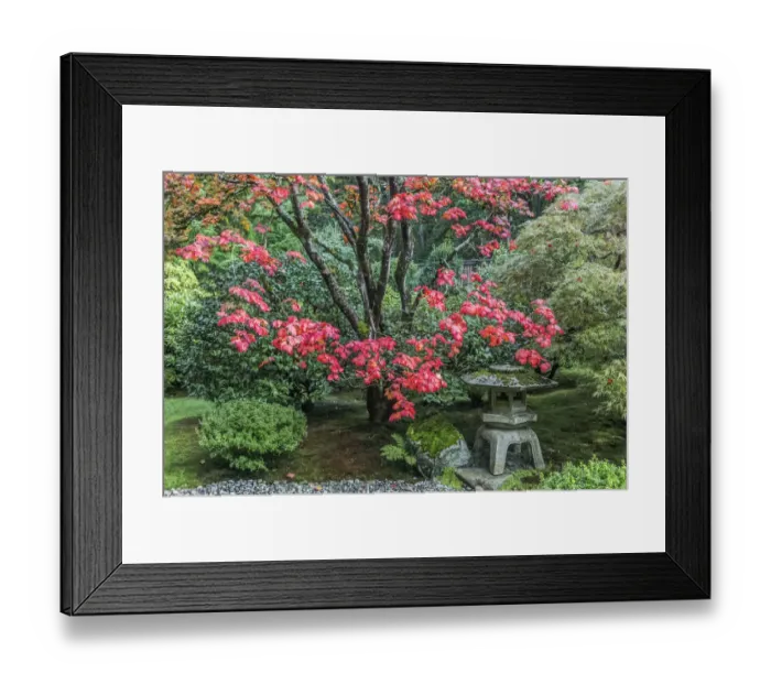 Framed Print : Washington State, Seattle. Japanese Garden