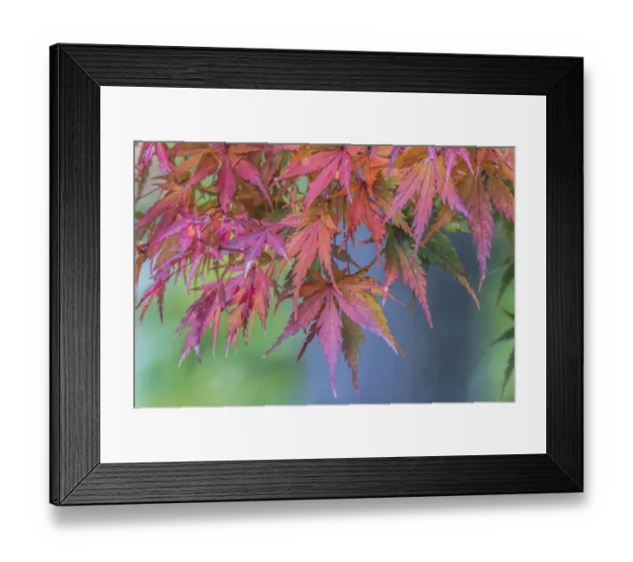 Framed Print : Washington State, Seattle. Kubota Garden, Autumn leaves Framed Print : Washington State, Seattle. Kubota Garden, Autumn leaves