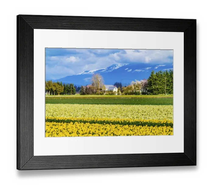 Framed Print : Yellow daffodils, Skagit Valley, Washington State. Pacific Northwest Framed Print : Yellow daffodils, Skagit Valley, Washington State. Pacific Northwest