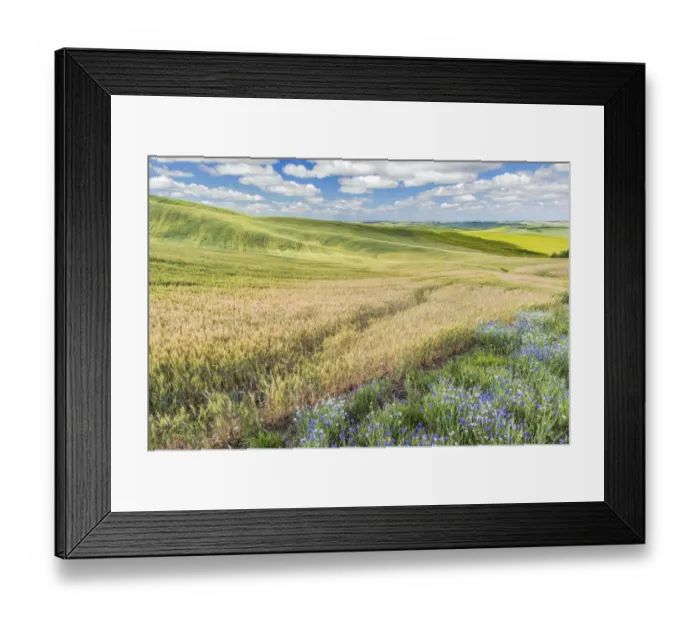 Framed Print : Washington State, Whitman County. Wildflowers and Palouse farm fields Framed Print : Washington State, Whitman County. Wildflowers and Palouse farm fields