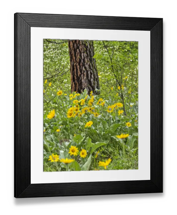 Framed Print : USA, Washington State, Easter Cascade Mountains, Ponderosa Pine with Spring wildflowers Framed Print : USA, Washington State, Easter Cascade Mountains, Ponderosa Pine with Spring wildflowers
