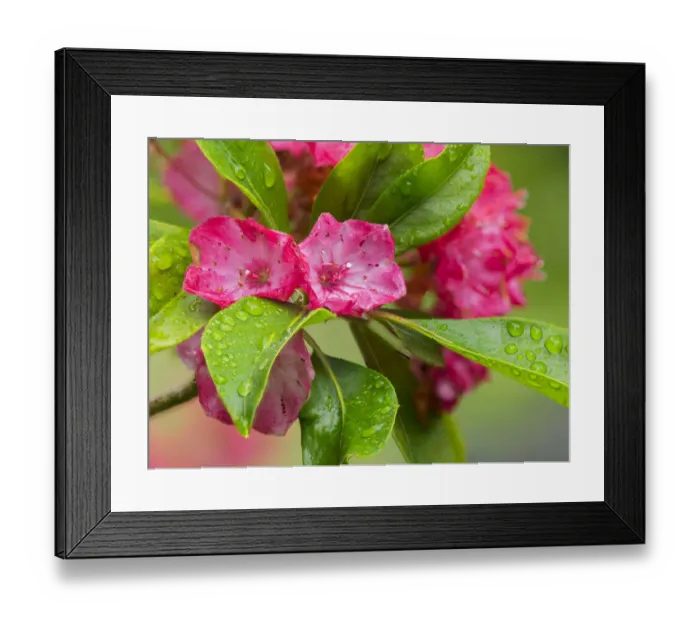 Framed Print : Washington State. Mountain laurel Framed Print : Washington State. Mountain laurel