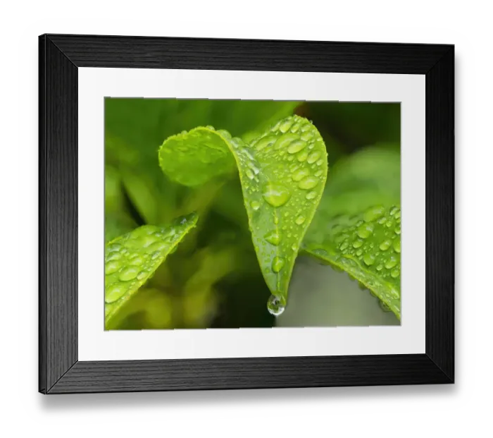 Framed Print : Washington State. Mountain laurel leaves with water drops Framed Print : Washington State. Mountain laurel leaves with water drops