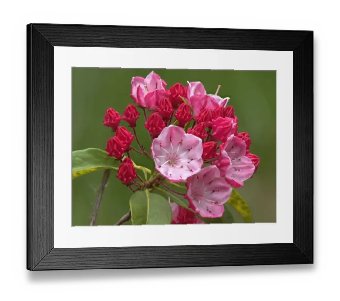 Framed Print : Washington State. Mountain laurel Framed Print : Washington State. Mountain laurel
