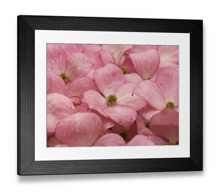 Framed Print : Washington State. Pink dogwood flowers Framed Print : Washington State. Pink dogwood flowers