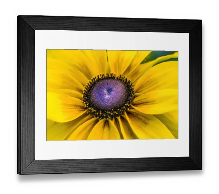 Framed Print : Black-Eyed Susan flower blooming. Native to North America. Related to the Sunflower