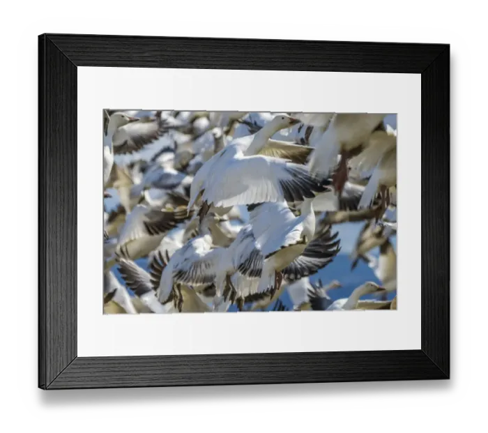 Framed Print : Snow geese taking off, Skagit Valley, Washington State Framed Print : Snow geese taking off, Skagit Valley, Washington State