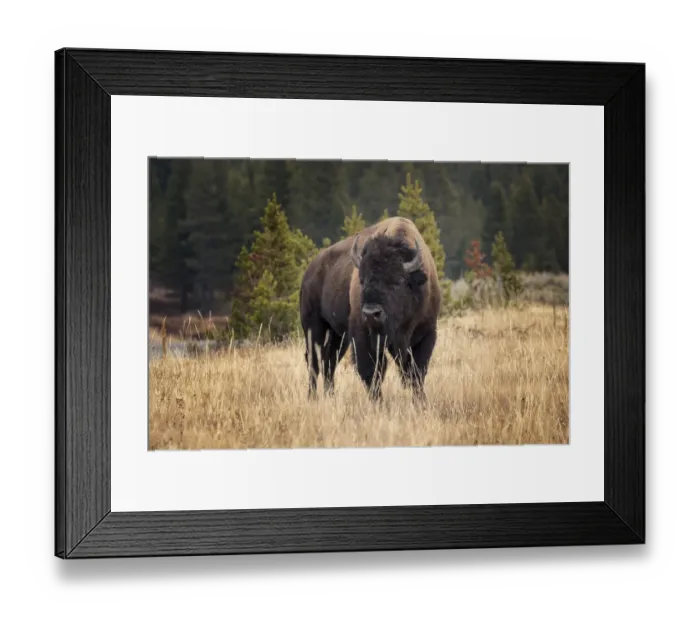 Framed Print : Bison resting in meadow of autumn grass, Yellowstone National Park, Wyoming, USA Framed Print : Bison resting in meadow of autumn grass, Yellowstone National Park, Wyoming, USA
