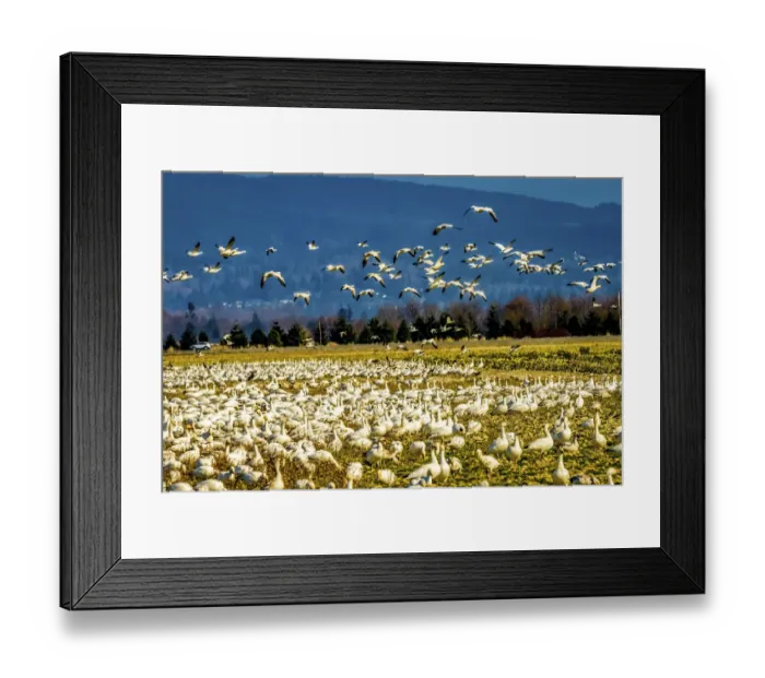 Framed Print : Snow geese flying, Skagit Valley, Washington State