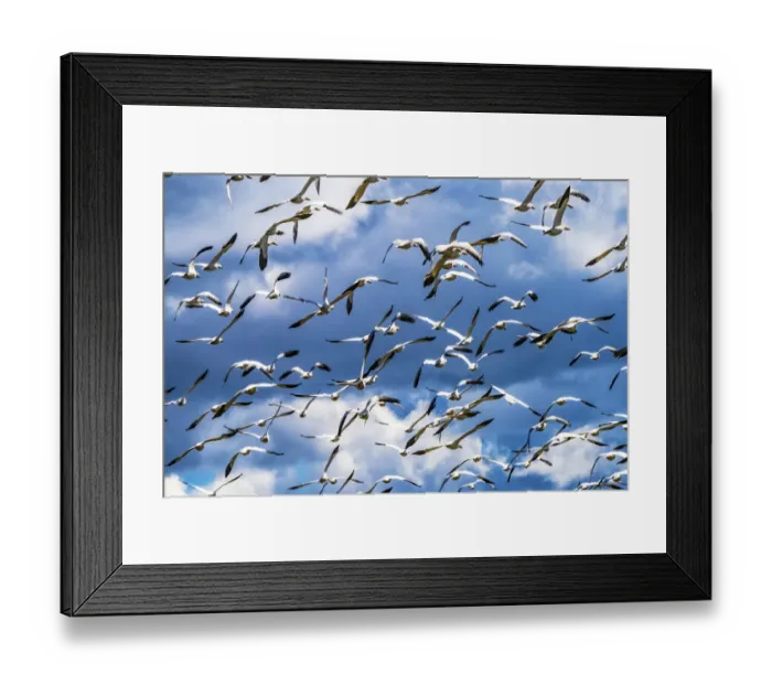 Framed Print : Snow geese flying, Skagit Valley, Washington State