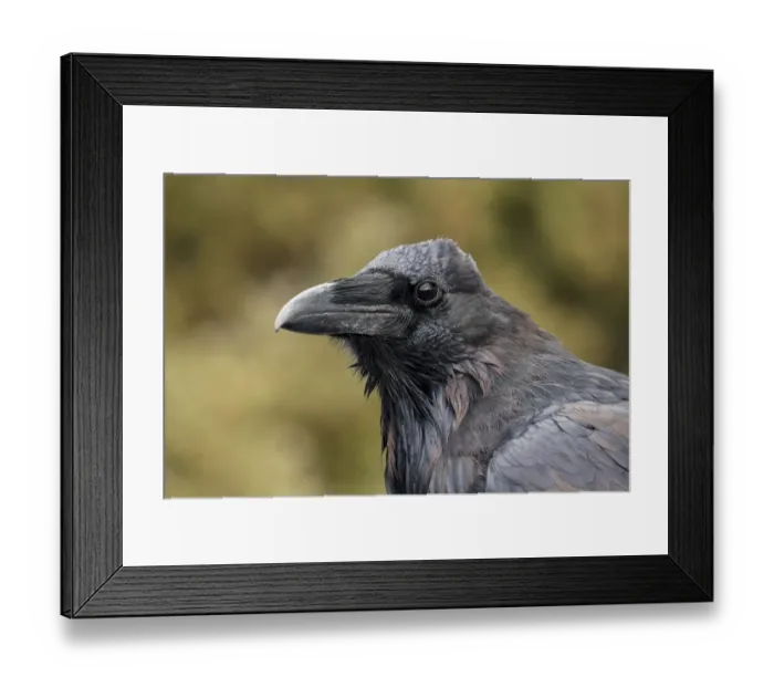 Framed Print : Close-up portrait of a Raven, Yellowstone National Park, Wyoming Framed Print : Close-up portrait of a Raven, Yellowstone National Park, Wyoming