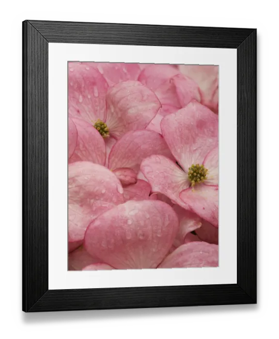 Framed Print : Washington State. Pink dogwood flowers Framed Print : Washington State. Pink dogwood flowers