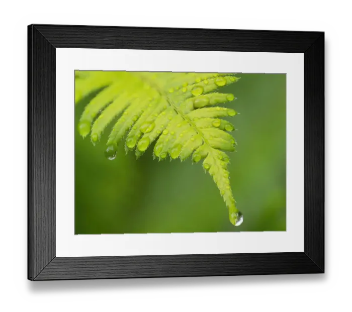 Framed Print : Washington State. Western sword fern