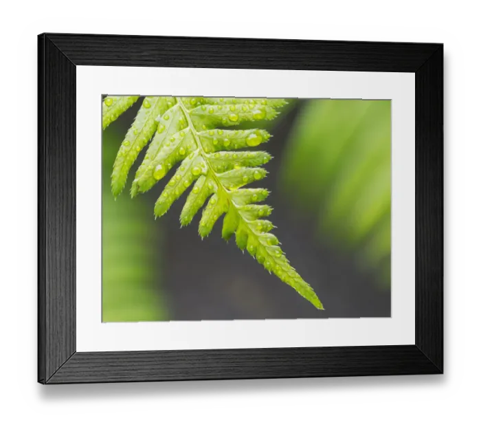 Framed Print : Washington State. Western sword fern Framed Print : Washington State. Western sword fern