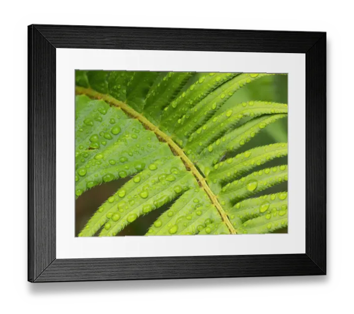 Framed Print : Washington State. Western sword fern Framed Print : Washington State. Western sword fern