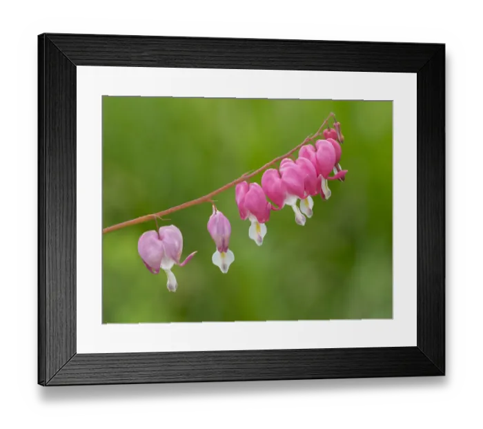 Framed Print : Washington State. Bleeding Heart