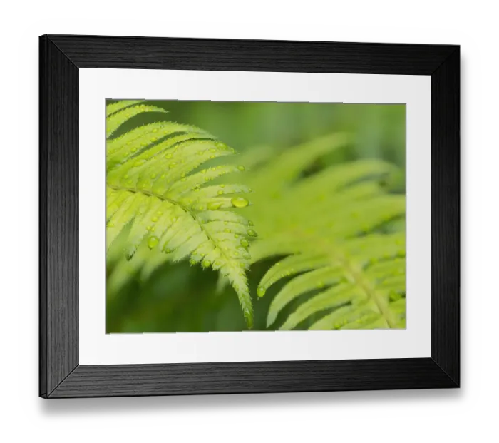 Framed Print : Washington State. Western sword fern Framed Print : Washington State. Western sword fern
