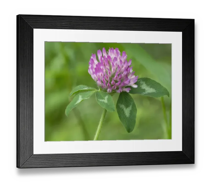 Framed Print : Washington State. Red Clover Framed Print : Washington State. Red Clover