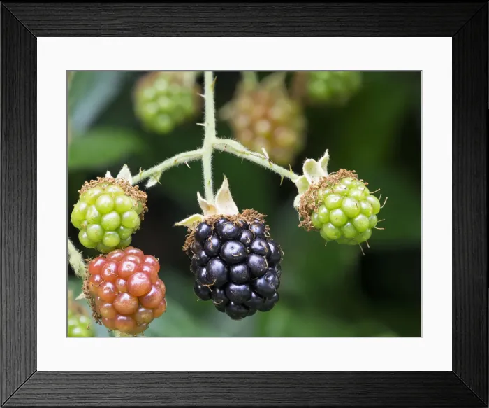 Framed Print : Washington State. Himalayan blackberry berries Framed Print : Washington State. Himalayan blackberry berries