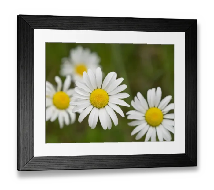 Framed Print : Washington State. Oxeye daisy Framed Print : Washington State. Oxeye daisy
