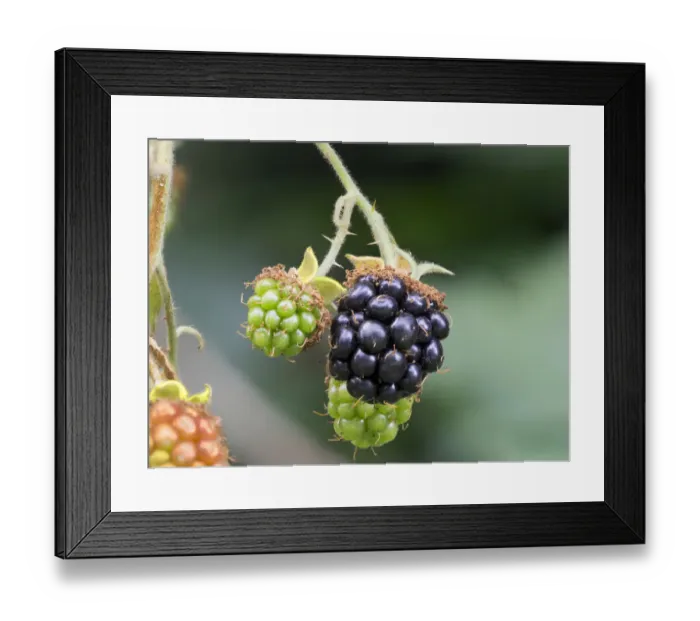 Framed Print : Washington State. Himalayan blackberry berries