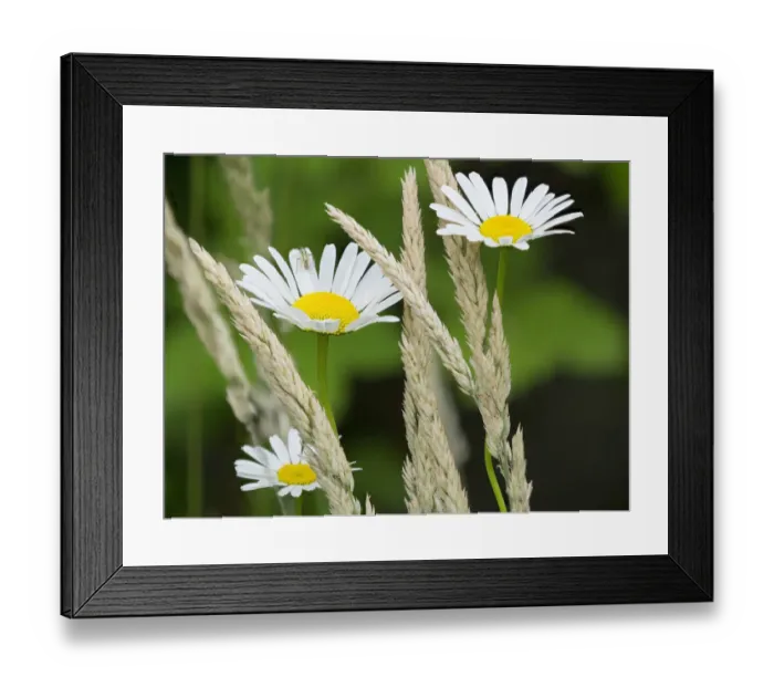 Framed Print : Washington State. Oxeye daisy