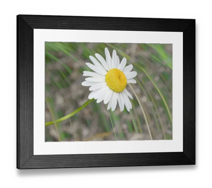 Framed Print : Washington State. Oxeye daisy Framed Print : Washington State. Oxeye daisy