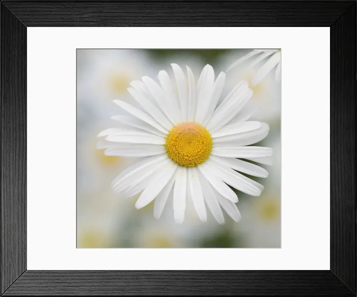Framed Print : Washington State. Oxeye daisy Framed Print : Washington State. Oxeye daisy