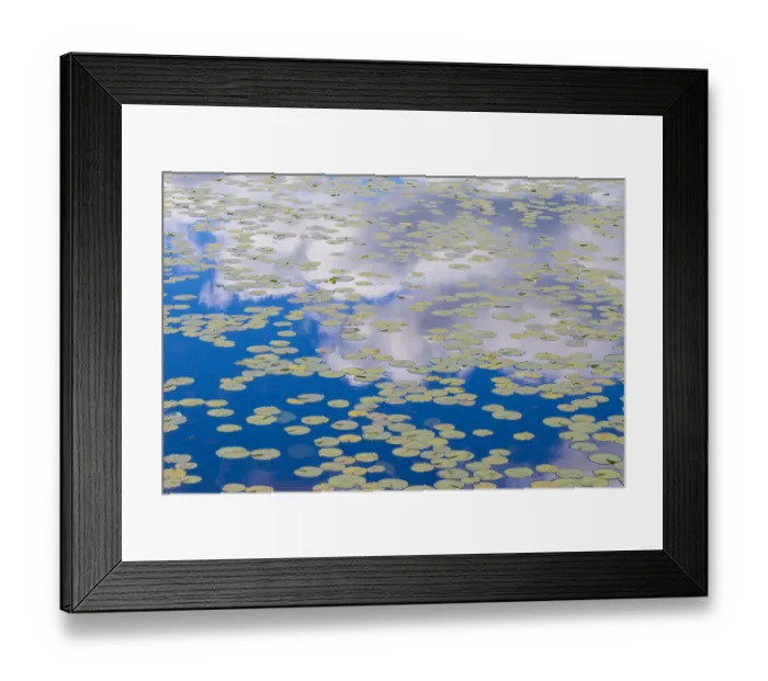 Framed Print : Washington State. Lily pads on pond, with reflected clouds