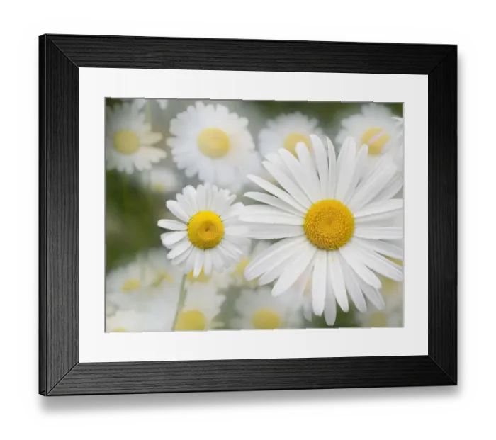 Framed Print : Washington State. Oxeye daisy
