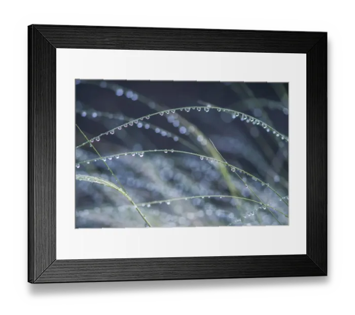 Framed Print : Washington State, Bellevue. Water Drops on Grass Framed Print : Washington State, Bellevue. Water Drops on Grass