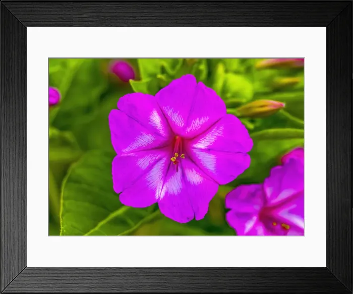 Framed Print : Pink Four O clock blooming. Blooms in late afternoon to dusk Framed Print : Pink Four O clock blooming. Blooms in late afternoon to dusk