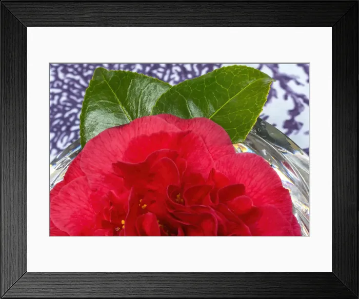 Framed Print : Red Camellia blooming. Camellia common to China and Japan Framed Print : Red Camellia blooming. Camellia common to China and Japan