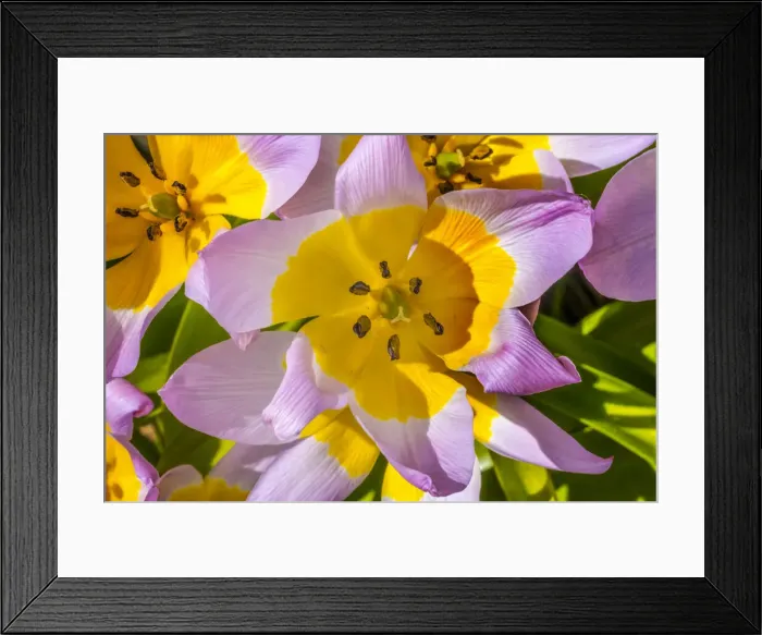 Framed Print : Tulip blooming. Native to Central Asia Framed Print : Tulip blooming. Native to Central Asia