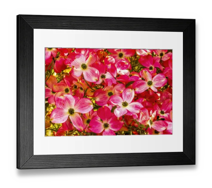 Framed Print : Red flowering dogwood tree blooming. Native to North America Framed Print : Red flowering dogwood tree blooming. Native to North America